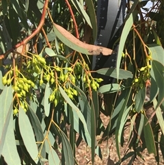 Eucalyptus sideroxylon subsp. sideroxylon (Mugga Ironbark or Red Ironbark) at Crowther, NSW - 4 Apr 2025 by Frecko