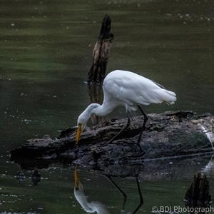 Ardea alba at Lower Portland, NSW - 26 Mar 2024 08:14 AM
