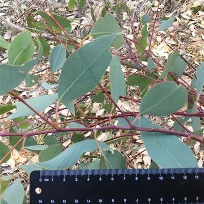 Eucalyptus albens (White Box) at Crowther, NSW - 3 Apr 2025 by Frecko