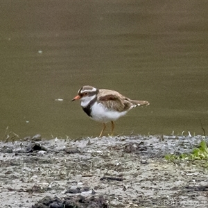 Charadrius melanops at Lower Portland, NSW - 26 Mar 2024 08:54 AM