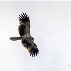 Haliaeetus leucogaster at Lower Portland, NSW - 27 Mar 2024 10:34 AM