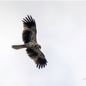 Haliaeetus leucogaster at Lower Portland, NSW - 27 Mar 2024 10:34 AM