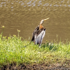 Anhinga novaehollandiae at Lower Portland, NSW - 26 Mar 2024 03:11 PM
