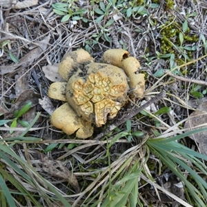 Scleroderma sp. at Borough, NSW - suppressed