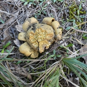 Scleroderma sp. at Borough, NSW - suppressed