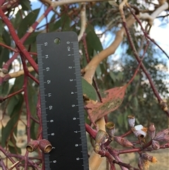 Eucalyptus albens (White Box) at Crowther, NSW - 3 Apr 2025 by Frecko