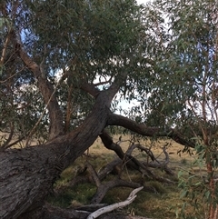 Eucalyptus macrorhyncha (Red Stringybark) at Crowther, NSW - 3 Apr 2025 by Frecko