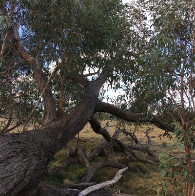 Eucalyptus macrorhyncha (Red Stringybark) at Crowther, NSW - 3 Apr 2025 by Frecko
