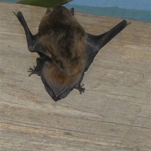 Unverified Microbat by Paul4K