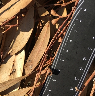 Eucalyptus microcarpa at Crowther, NSW - 2 Apr 2025 by Frecko