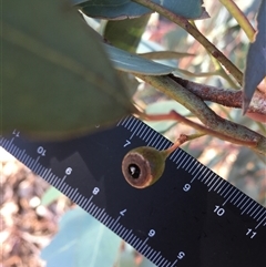 Eucalyptus sideroxylon subsp. sideroxylon (Mugga Ironbark or Red Ironbark) at Crowther, NSW - 2 Apr 2025 by Frecko