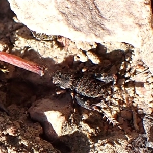Calperum ottei (A recently described pygmy cricket) at Cook, ACT - 3 Apr 2025 by CathB