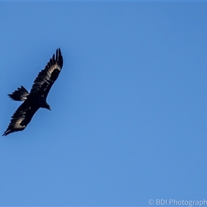 Aquila audax at Lower Portland, NSW - 8 Apr 2024 02:59 PM