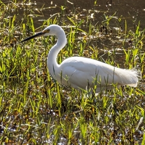 Egretta garzetta at Lower Portland, NSW - 19 Apr 2024 12:38 PM