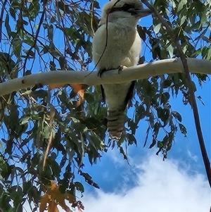 Dacelo novaeguineae (Laughing Kookaburra) at Gordon, ACT - 3 Apr 2025 by ChrisHolder