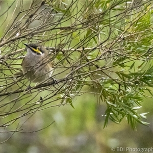 Caligavis chrysops at Lower Portland, NSW - 11 May 2024 11:08 AM
