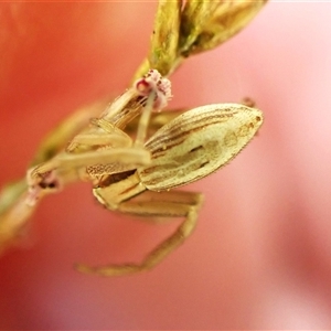 Runcinia insecta (Pointed Runcinia) at Cook, ACT - 3 Apr 2025 by CathB