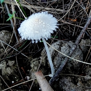 Coprinellus etc. at Borough, NSW - suppressed