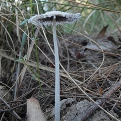 Coprinellus etc. at Borough, NSW - suppressed
