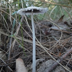 Coprinellus etc. at Borough, NSW - suppressed