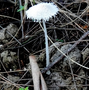 Coprinellus etc. at Borough, NSW - suppressed