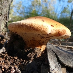 Laccocephalum at Borough, NSW - suppressed