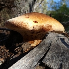 Laccocephalum at Borough, NSW - suppressed