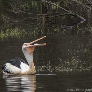Pelecanus conspicillatus at Lower Portland, NSW - 12 May 2024 10:48 AM