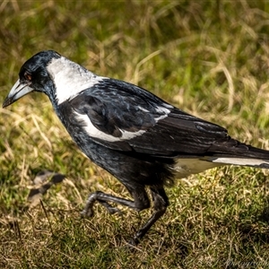 Gymnorhina tibicen at Lower Portland, NSW - 28 Jun 2024 03:14 PM