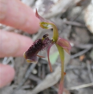 Chiloglottis curviclavia at Borough, NSW - suppressed