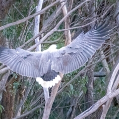 Icthyophaga leucogaster at Lower Portland, NSW - 28 Jun 2024 05:43 PM