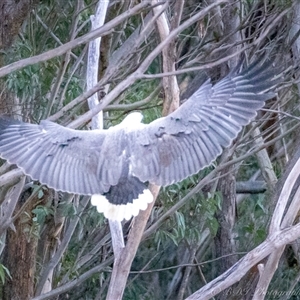 Haliaeetus leucogaster at Lower Portland, NSW - 28 Jun 2024 05:43 PM