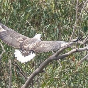 Icthyophaga leucogaster at Lower Portland, NSW - 30 Jul 2024 02:41 PM