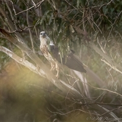 Icthyophaga leucogaster at Lower Portland, NSW - 30 Jul 2024 02:41 PM