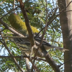Oriolus sagittatus (Olive-backed Oriole) at Borough, NSW - 3 Apr 2025 by Paul4K