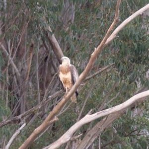 Haliaeetus leucogaster at Lower Portland, NSW - 30 Jul 2024 06:43 PM