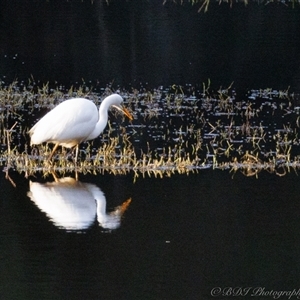 Ardea alba at Lower Portland, NSW - 31 Jul 2024 06:21 PM