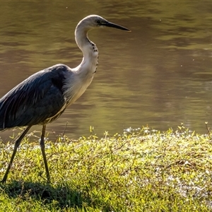 Ardea pacifica at Lower Portland, NSW - 16 Sep 2024 10:56 AM