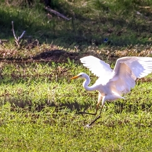 Ardea alba at Lower Portland, NSW - 16 Sep 2024 04:09 PM