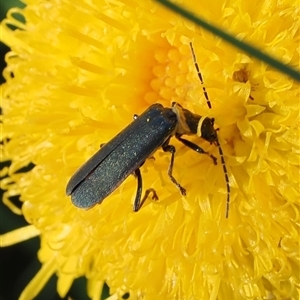 Chauliognathus lugubris (Plague Soldier Beetle) at Cotter River, ACT - 14 Mar 2025 by RAllen