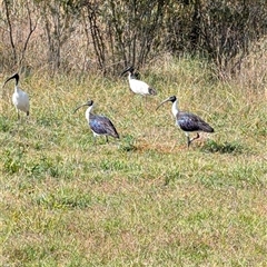 Threskiornis spinicollis (Straw-necked Ibis) at Fyshwick, ACT - 4 Apr 2025 by mainsprite
