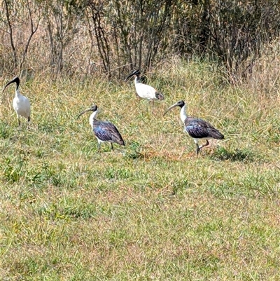Threskiornis spinicollis (Straw-necked Ibis) at Fyshwick, ACT - 4 Apr 2025 by mainsprite