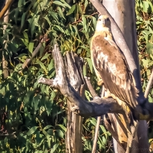 Haliaeetus leucogaster at Lower Portland, NSW - 16 Sep 2024 05:07 PM