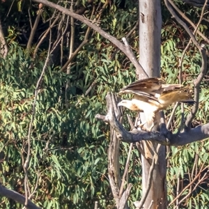 Haliaeetus leucogaster at Lower Portland, NSW - 16 Sep 2024 05:07 PM