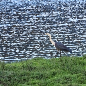 Ardea pacifica at Lower Portland, NSW - 30 Oct 2024 06:14 PM