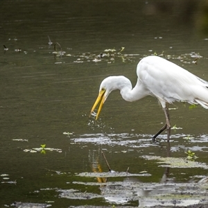 Ardea alba at Lower Portland, NSW - 9 Mar 2025 02:19 PM