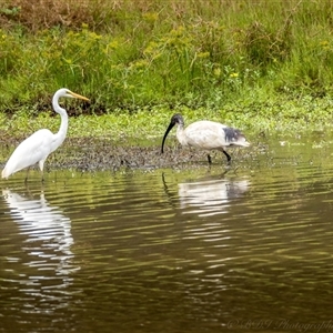 Ardea alba at Lower Portland, NSW - 9 Mar 2025 02:20 PM