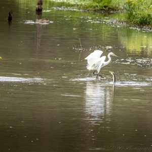 Ardea alba at Lower Portland, NSW - 9 Mar 2025 02:39 PM