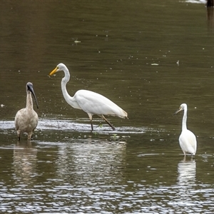 Ardea alba at Lower Portland, NSW - 9 Mar 2025 02:39 PM