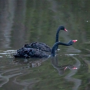 Cygnus atratus at Lower Portland, NSW - 10 Mar 2025 08:01 AM